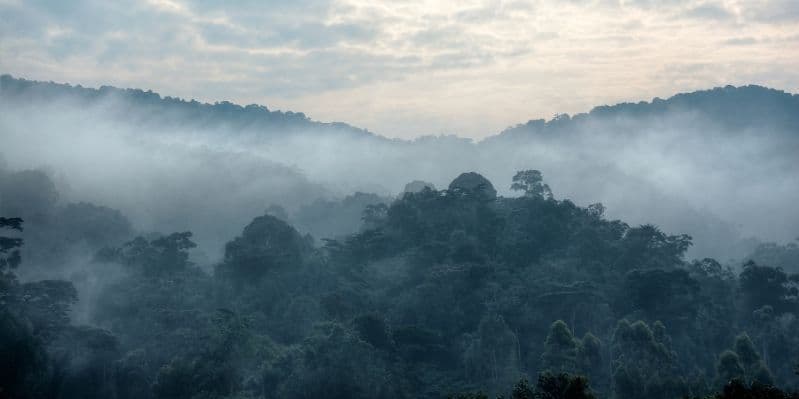 BWINDI IMPENETRABLE NATIONAL PARK