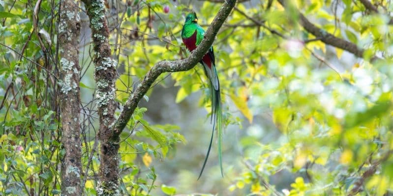MONTEVERDE / SARCHI / GRECIA / SAN JOSE’ 