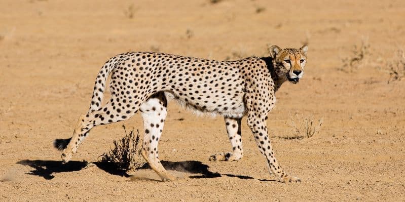 KALAHARI / WINDHOEK / ITALIA