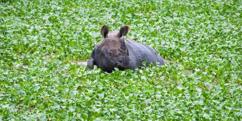 PARCO NAZIONALE DI CHITWAN