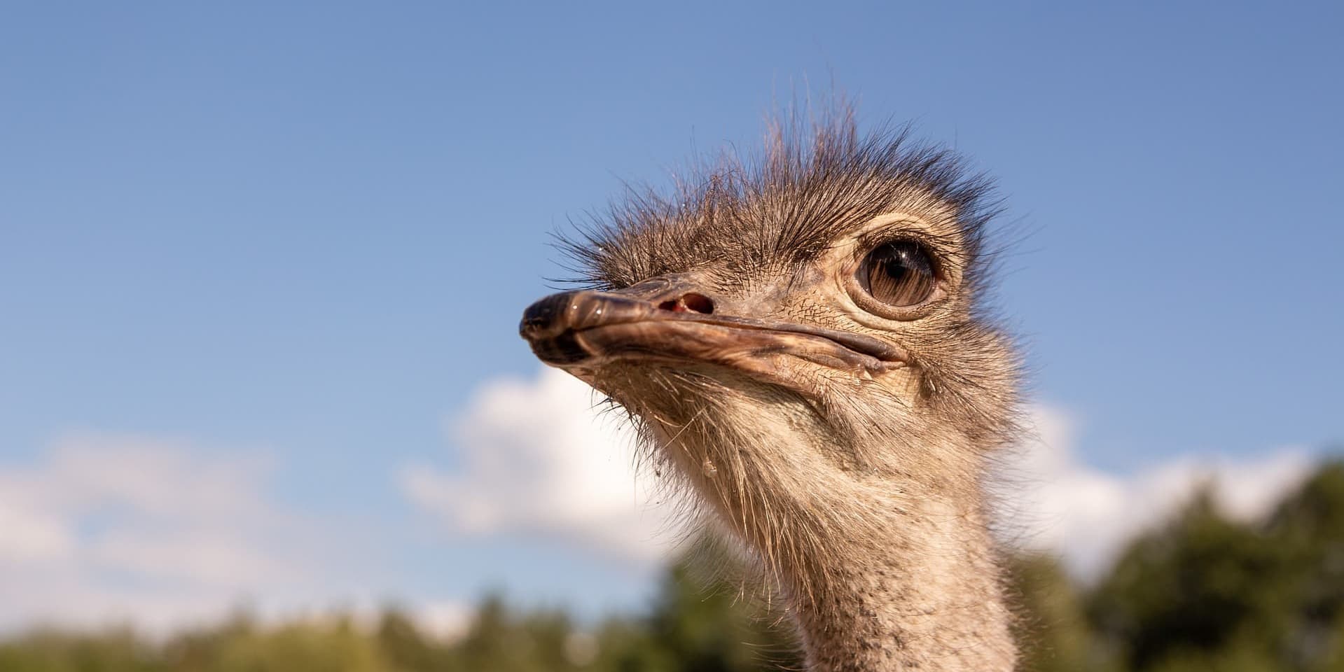 Oudtshoorn Wildlife & Ostrich Experience