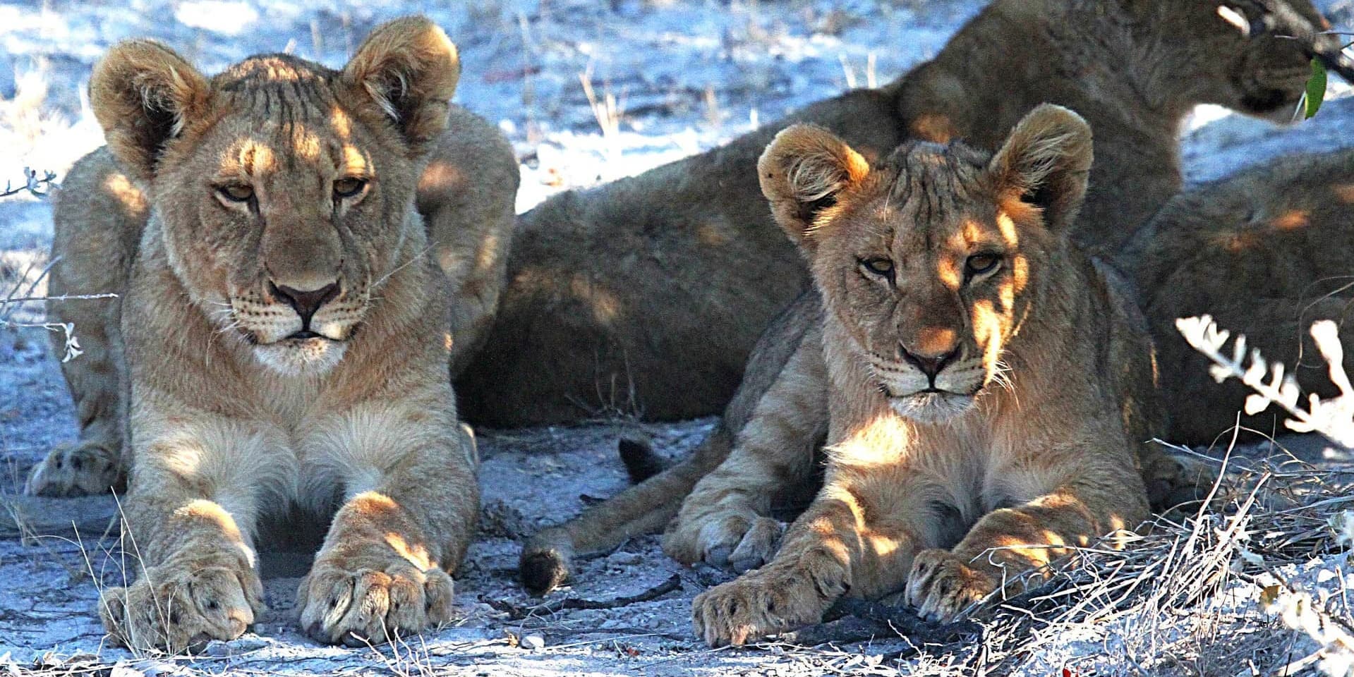 Giorno 9 - PARCO NAZIONALE DI ETOSHA (± 450 KM)