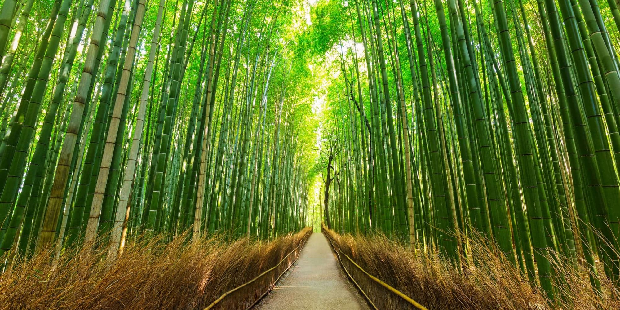 DIA 9 KIOTO  (MARTES)