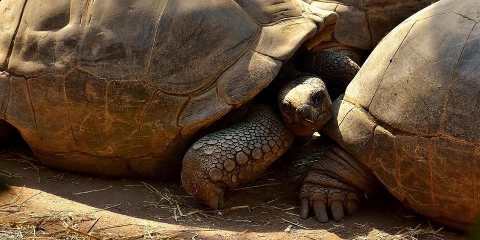 4° giorno:​ Volo per le Galapagos – Inizia la crociera a bordo della M/V Galapagos Legend