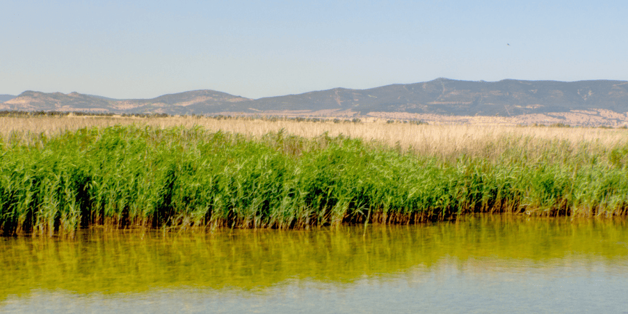 P.N. TABLAS DE DAIMIEL - CIUDAD REAL