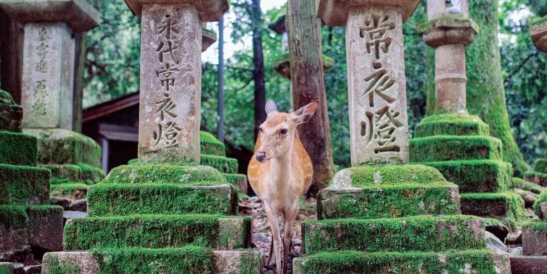 DÍA 4 • TOKIO – KIOTO – NARA – KIOTO