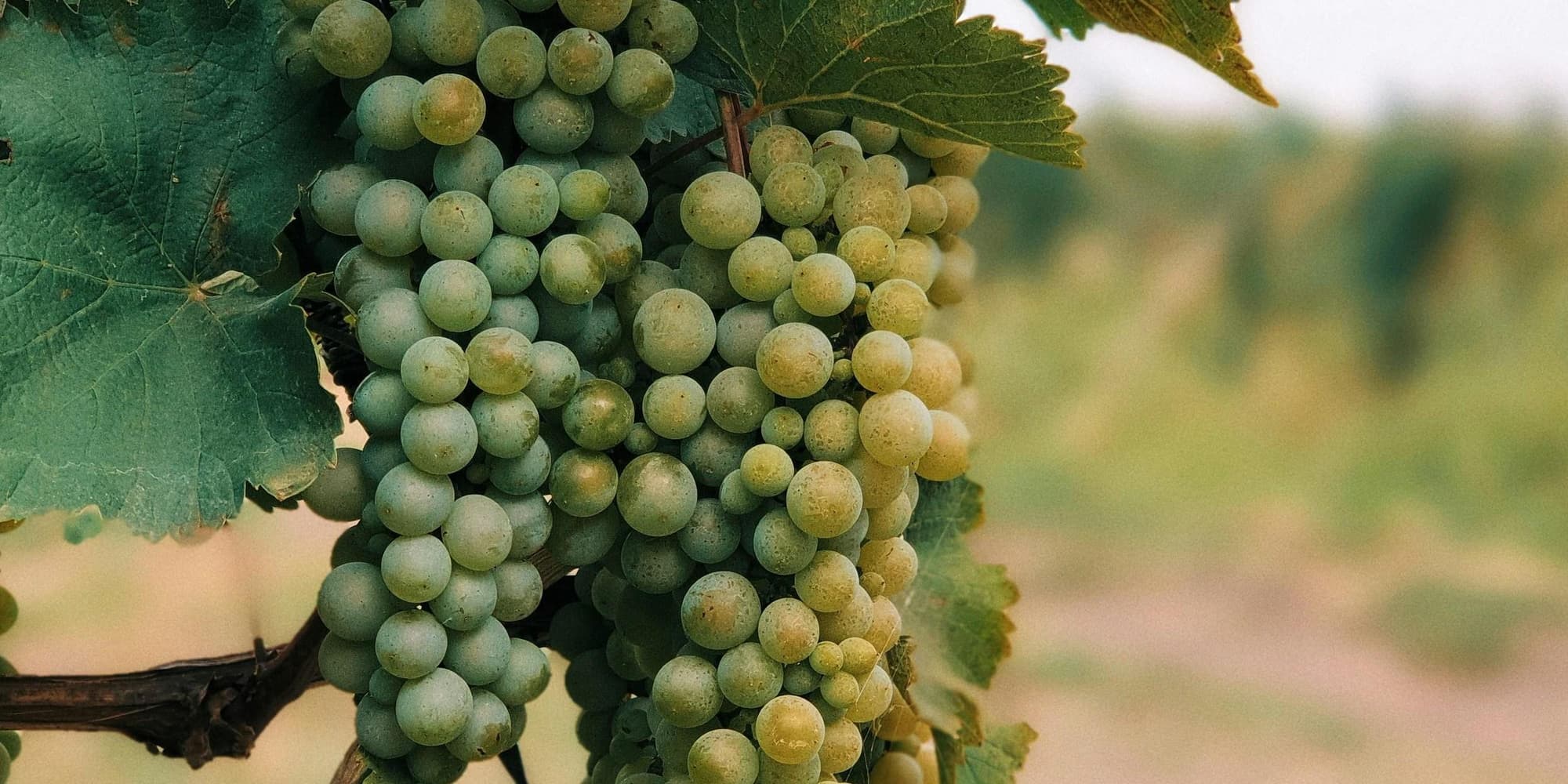 DAY 4: FROM KAZBEGI TO ANANURI THROUGH WATER, HISTORY AND WINES