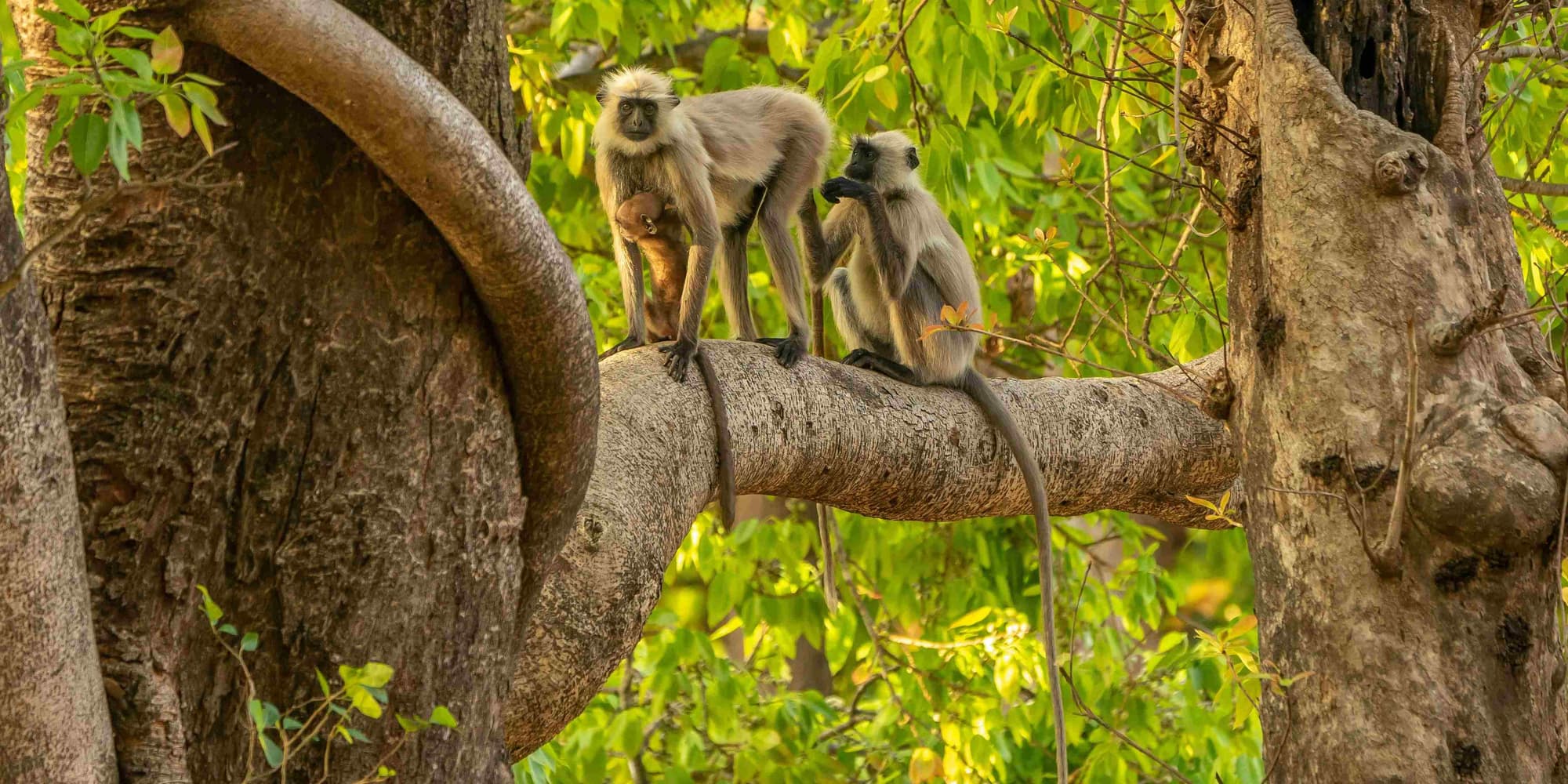 Giorno 6 - 7: Esplorazione del Parco Nazionale di Kanha