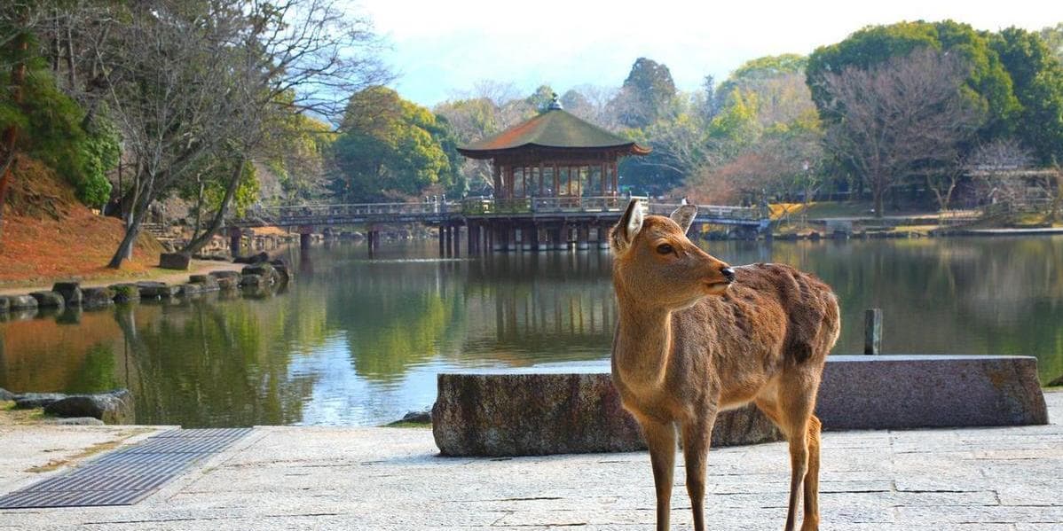 DÍA 4 • TOKIO – KIOTO – NARA – KIOTO
