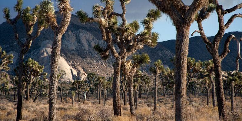 MOJAVE DESERT / LOS ANGELES