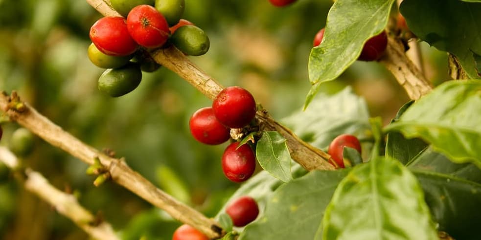 DAY 4. (Friday) ARMENIA OR PEREIRA. Coffee processing on a farm.