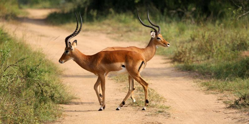 LAKE MBURO NATIONAL PARK/ENTEBBE/ITALIA