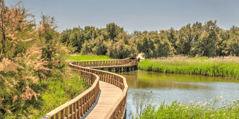 P.N. TABLAS DE DAIMIEL - CIUDAD REAL