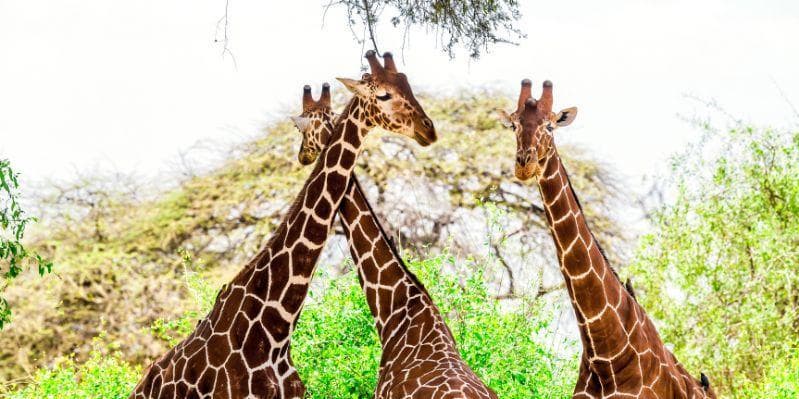 SAMBURU NATIONAL RESERVE