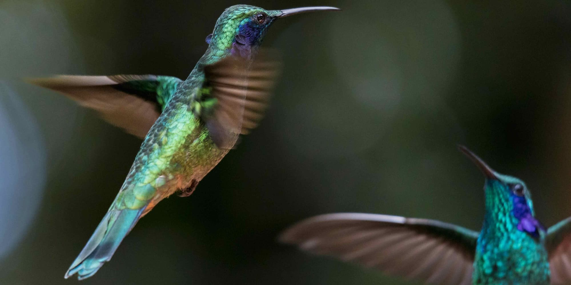 DAY 05 MONTE VERDE - FREE DAY