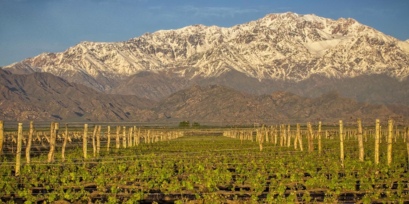 DIA 2 MENDOZA – VISITA BODEGAS
