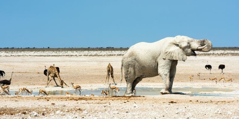 WINDHOEK / PARCO NAZIONALE ETOSHA