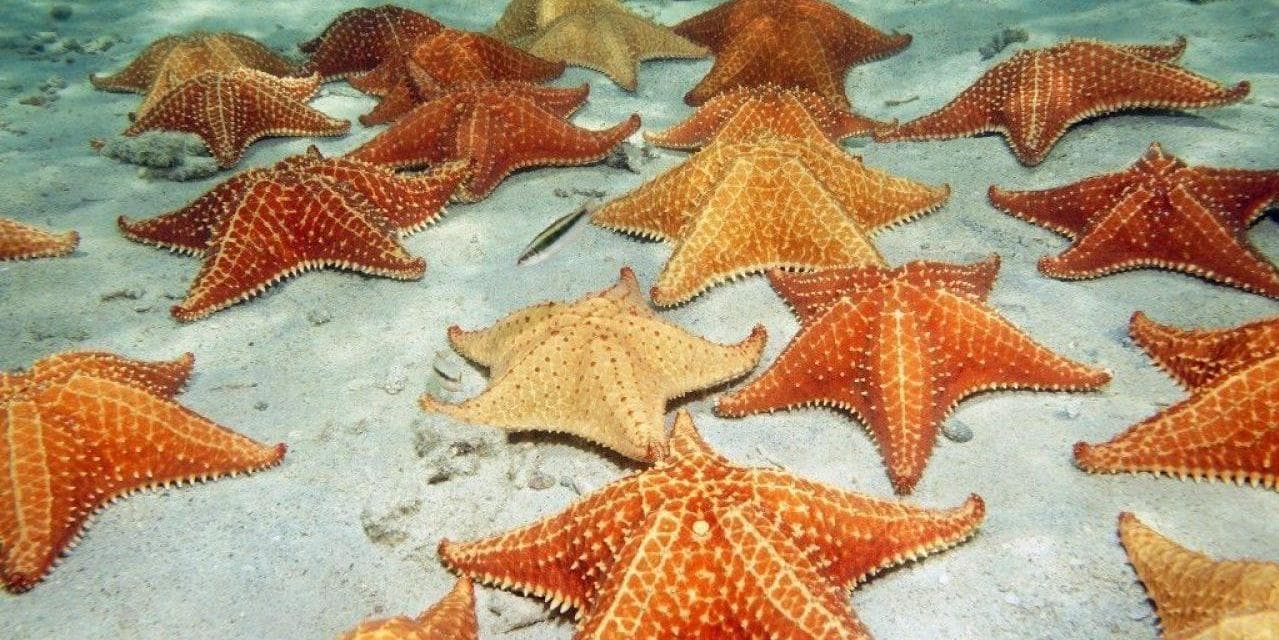 DAY 4 • BOCAS DEL TORO