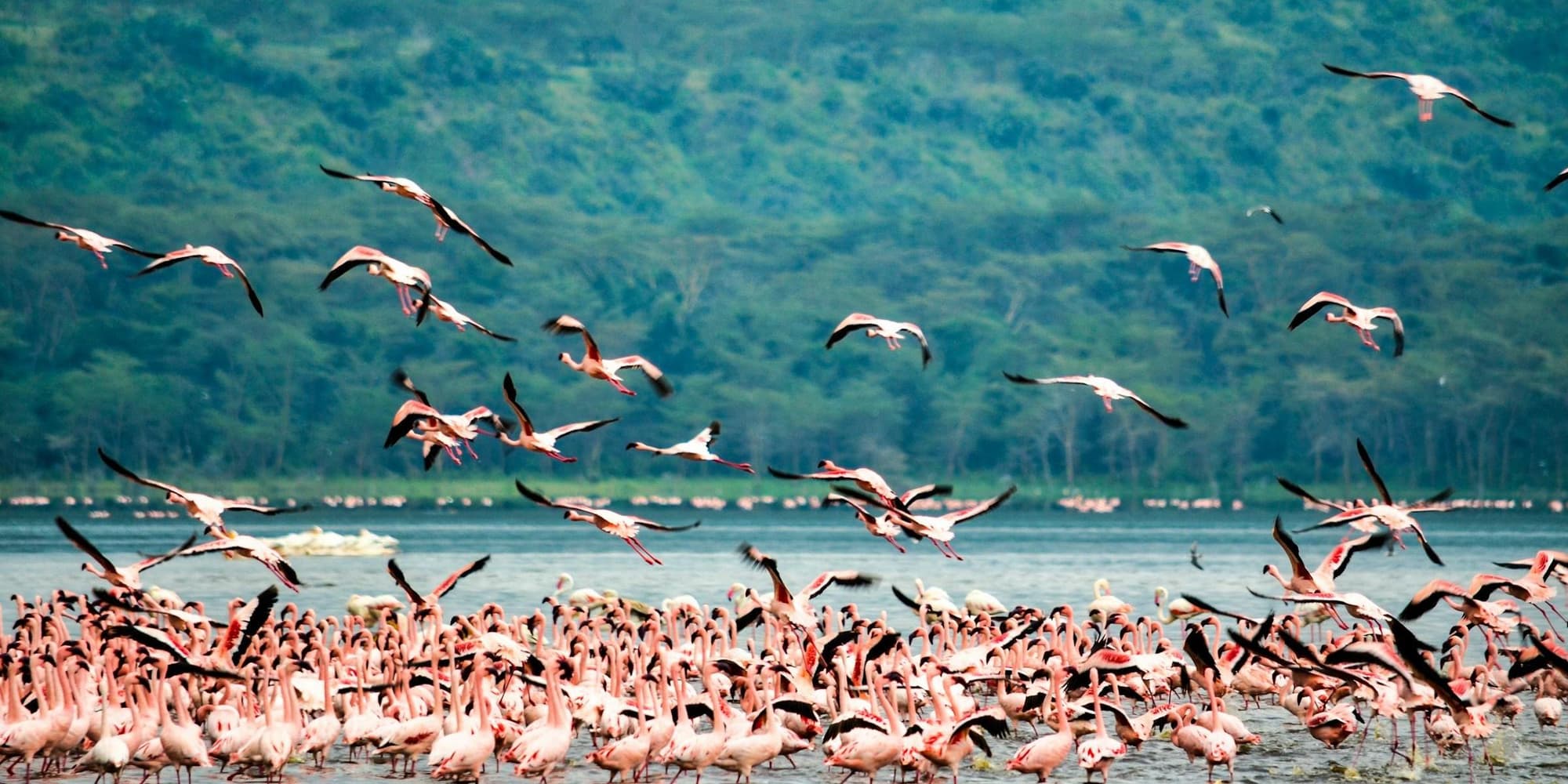 DIA 5 – RESERVA NACIONAL DO SHABA / LAGO NAKURU