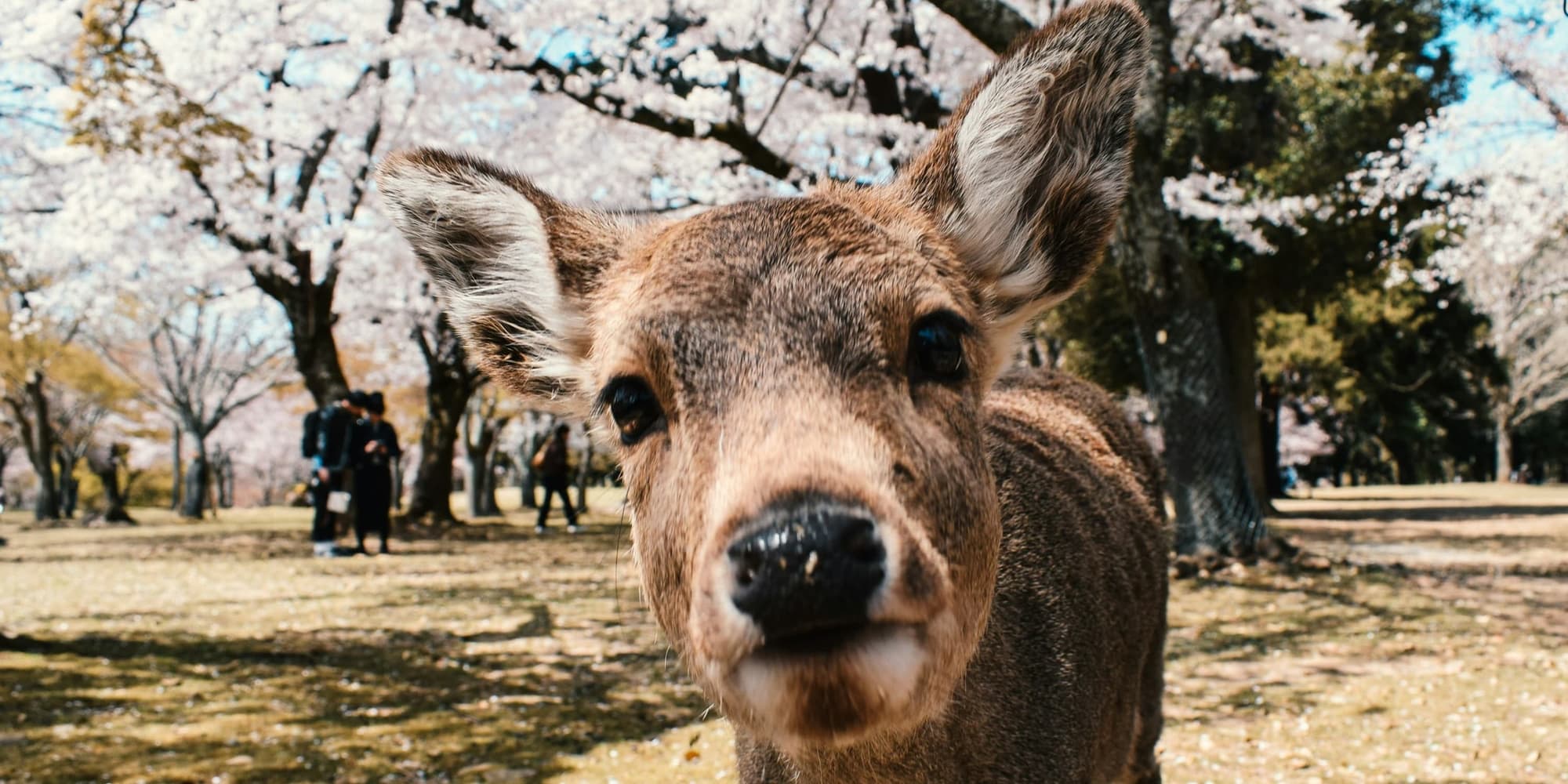 DÍA 04 (VIERNES) TOKIO – KIOTO – NARA – KIOTO