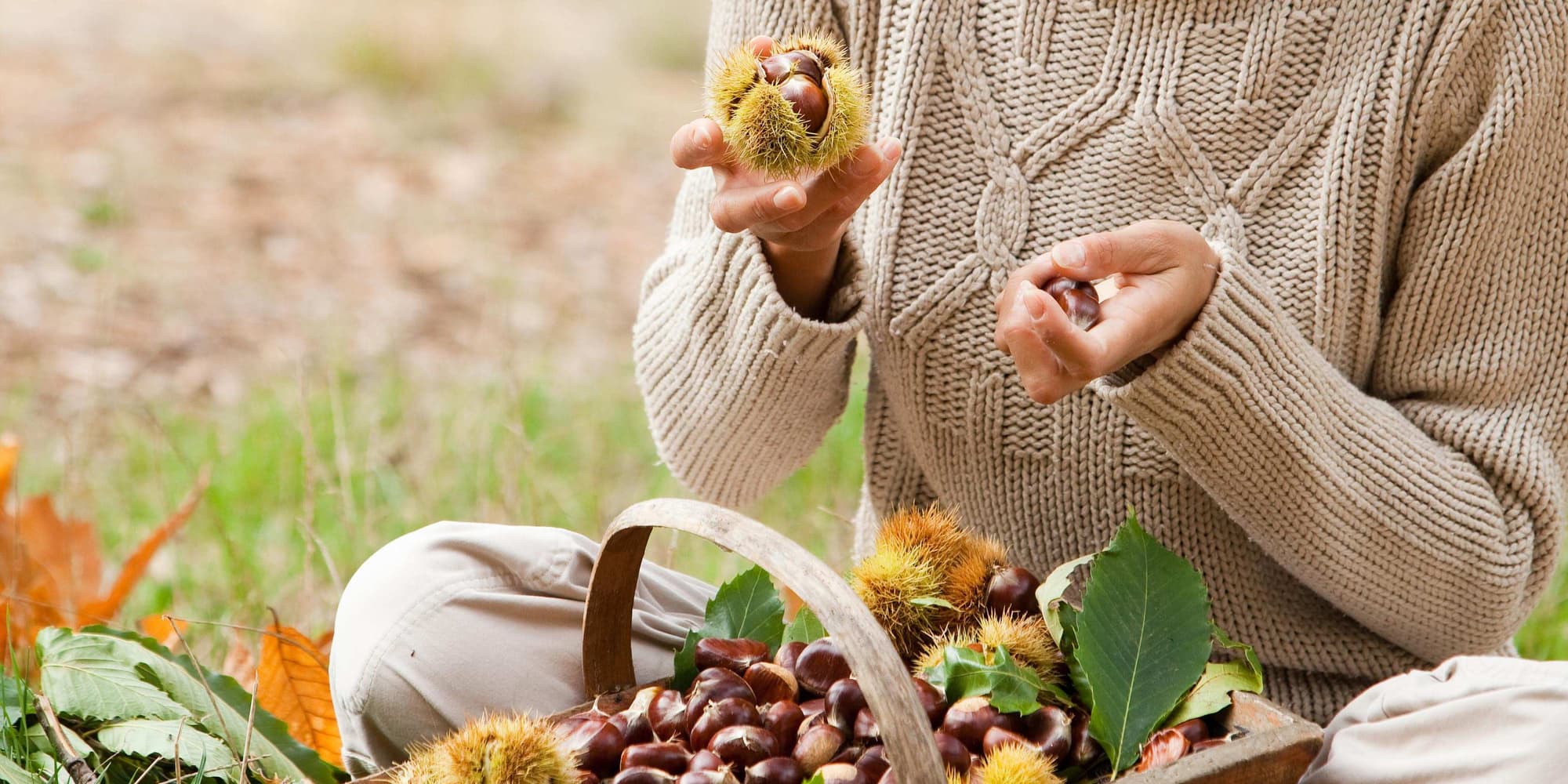 Day 2: Wandering in the woods in the search of chestnuts