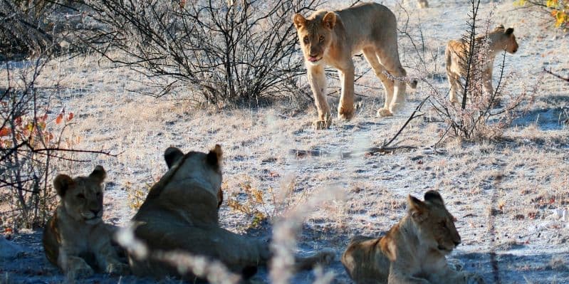 PARCO NAZIONALE ETOSHA