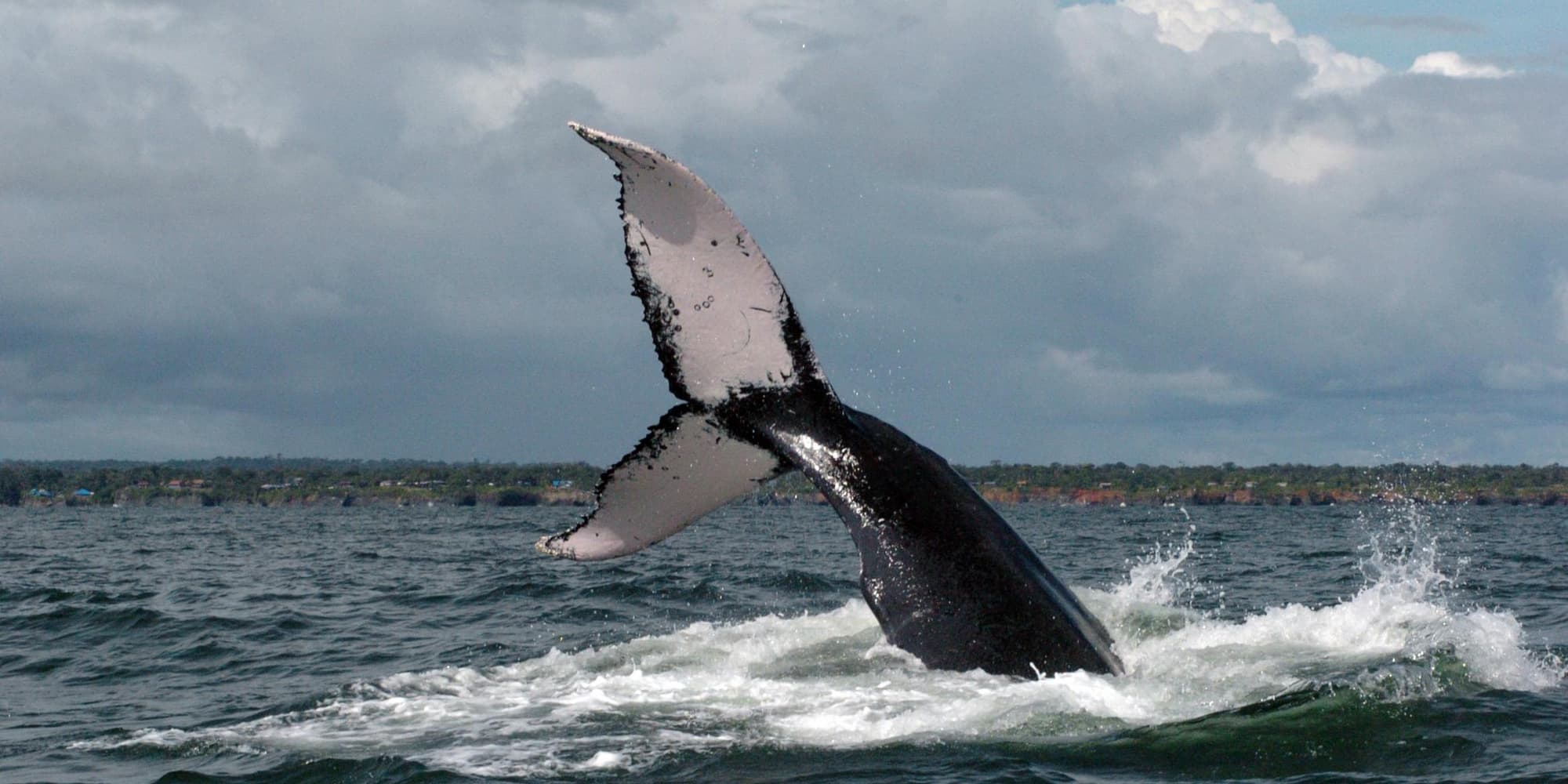 Día 2. Buenaventura – Pasadía Avistamiento de Ballenas