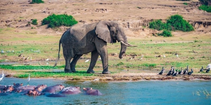 KIBALE FOREST NATIONAL PARK / QUEEN ELIZABETH NATIONAL PARK