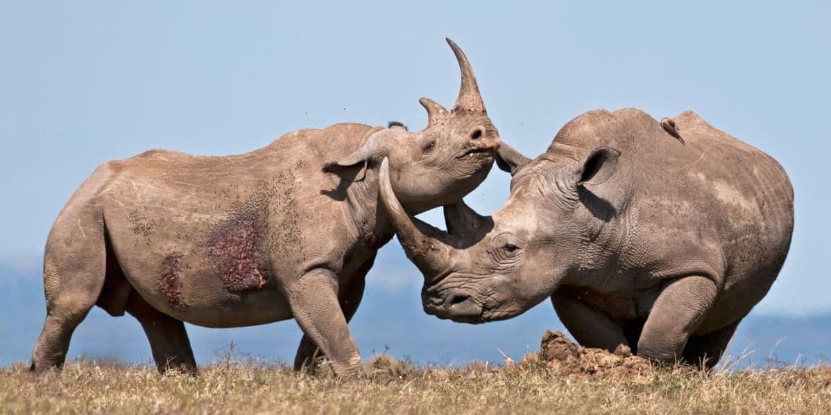 DAY 4 – Ngorongoro Conservation Area (Crater)