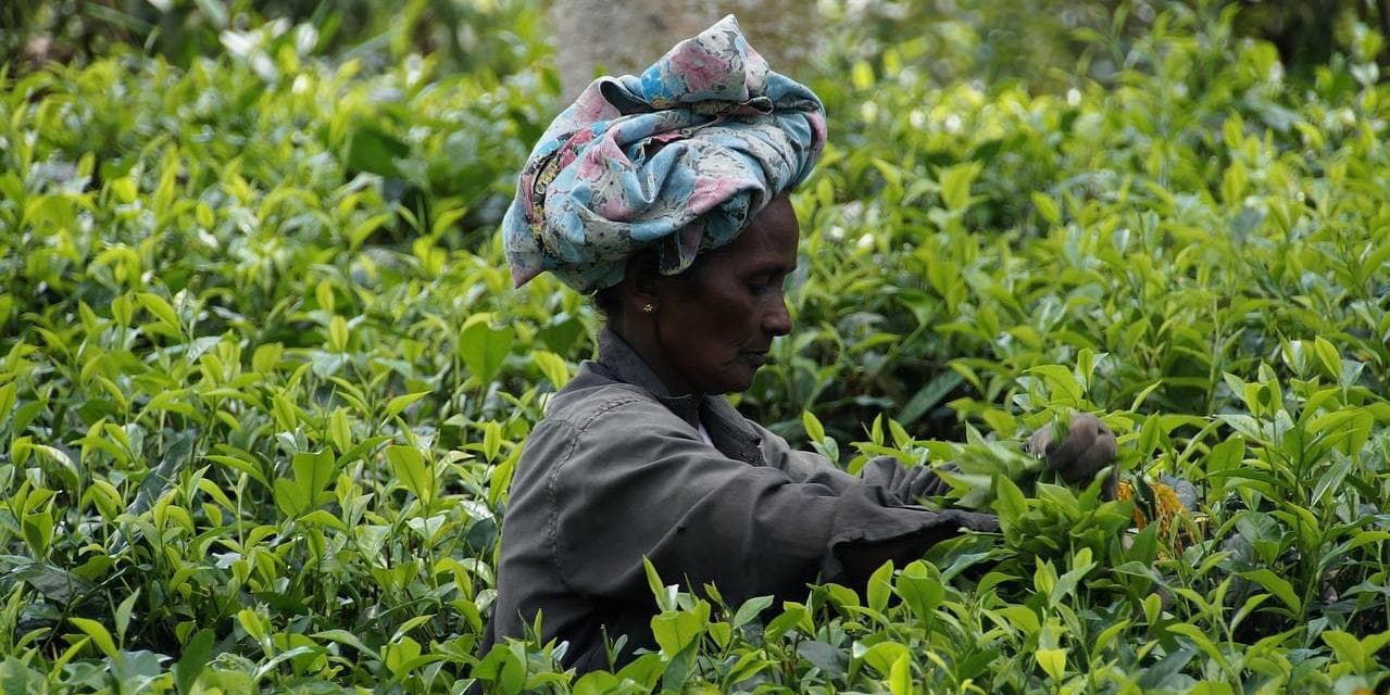 Giorno 05: KANDY / NUWARA ELIYA (circa 03 ore in auto)