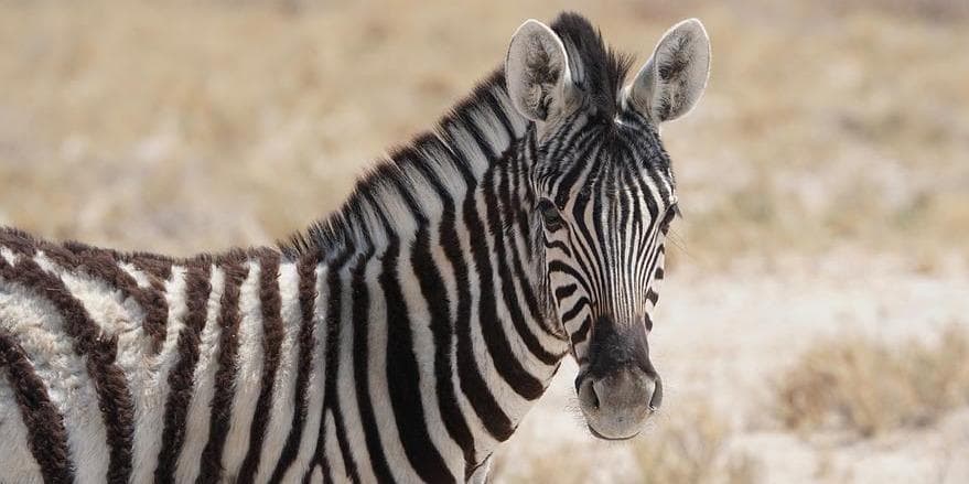 Giorno7: Erongo – Etosha