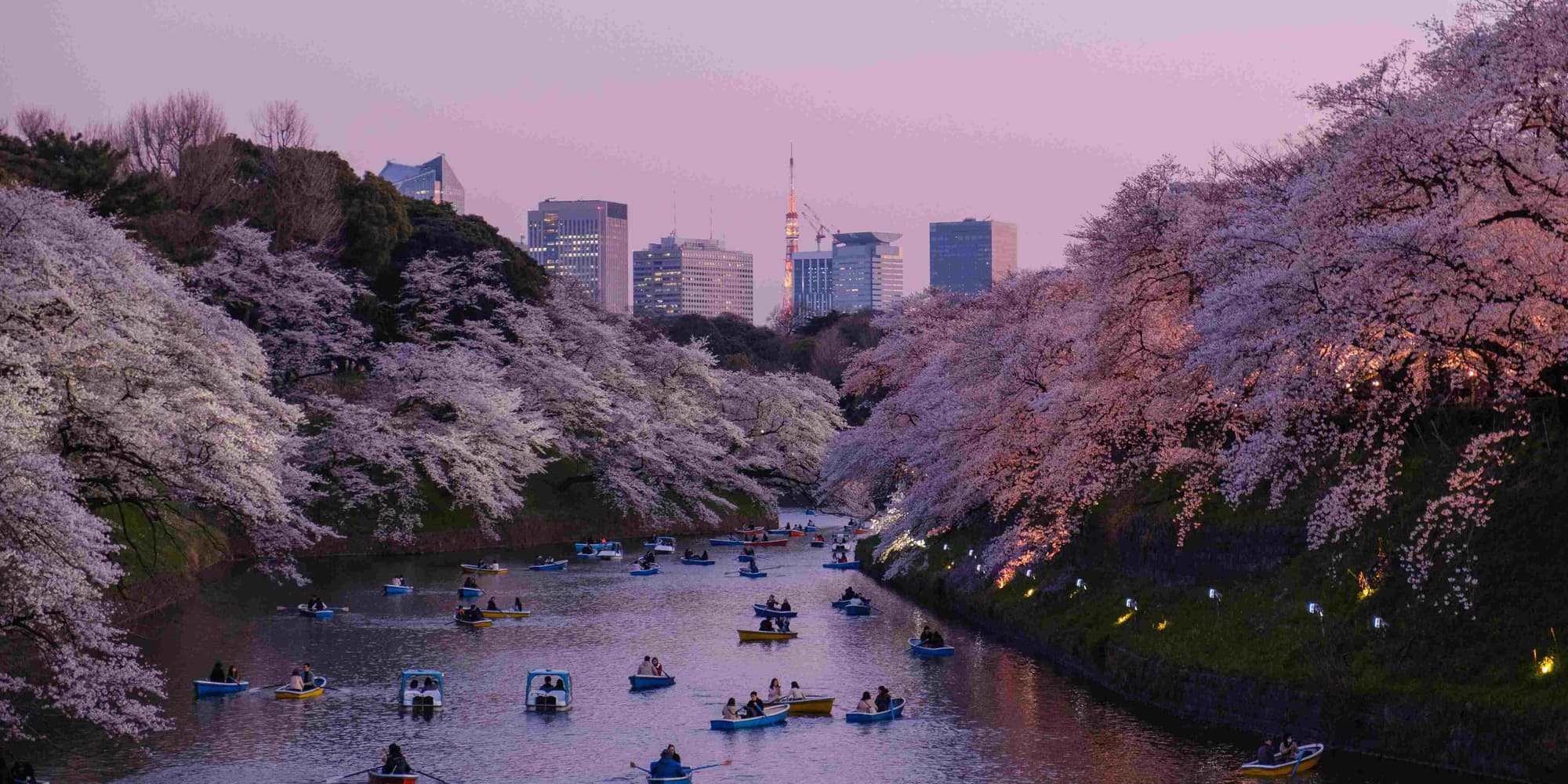 Day 3 | Tokyo, City Tour, Cherry Blossoms