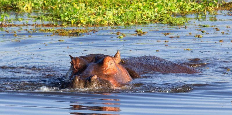 LAKE NAKURU NATIONAL PARK/LAKE NAIVASHA