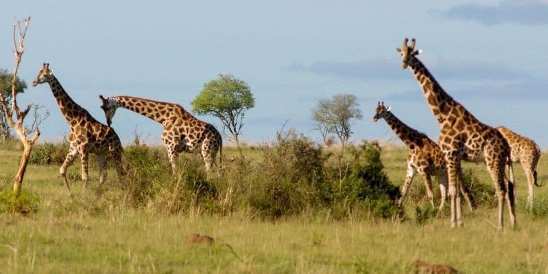MURCHISON FALLS NATIONAL PARK
