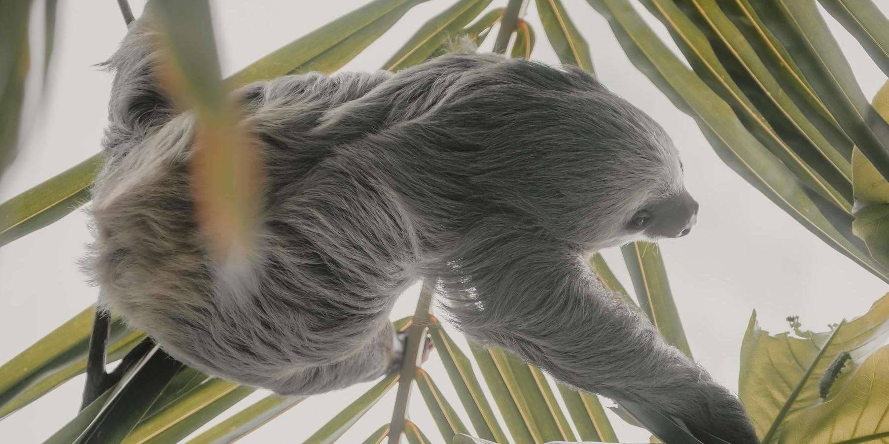 3° Giorno: Parco Nazionale del Tortuguero B/C/B