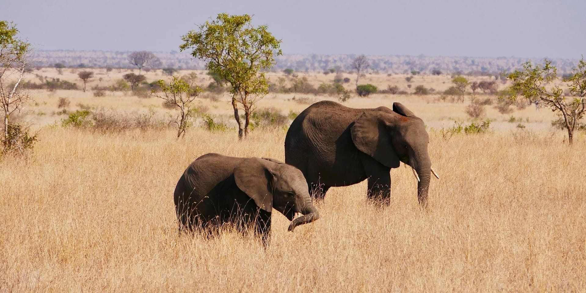 From Coast to Safari Heartland