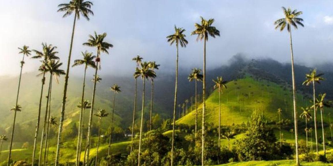DÍA 3 • VALLE DEL COCORA - SALENTO - FILANDIA 