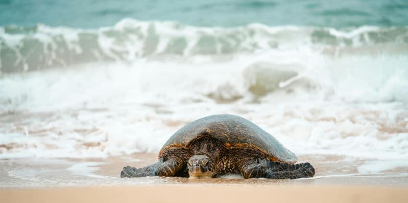 P. N.LE TORTUGUERO / SARAPIQUI’ / LA FORTUNA