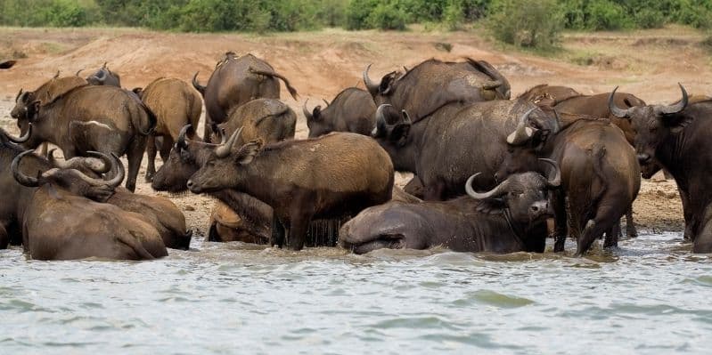 QUEEN ELIZABETH NATIONAL PARK / ISHAHSA