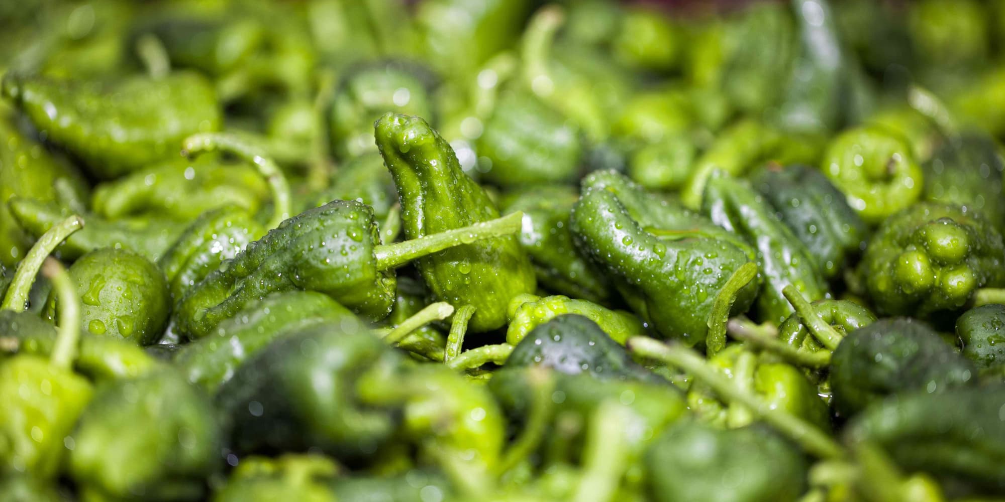 JOUR 8 : CAMBADOS - PADRÓN