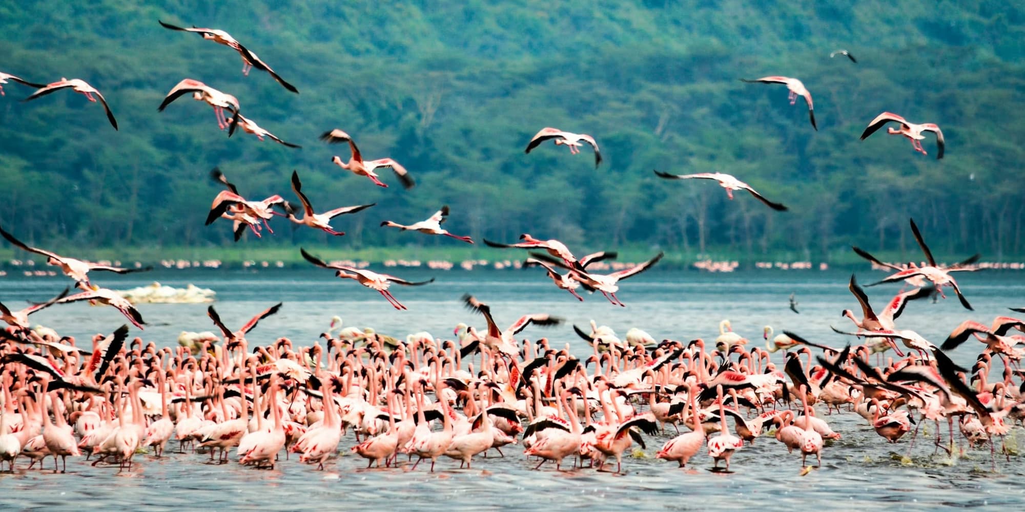 3° giorno: ABERDARES – LAKE NAKURU NATIONAL PARK