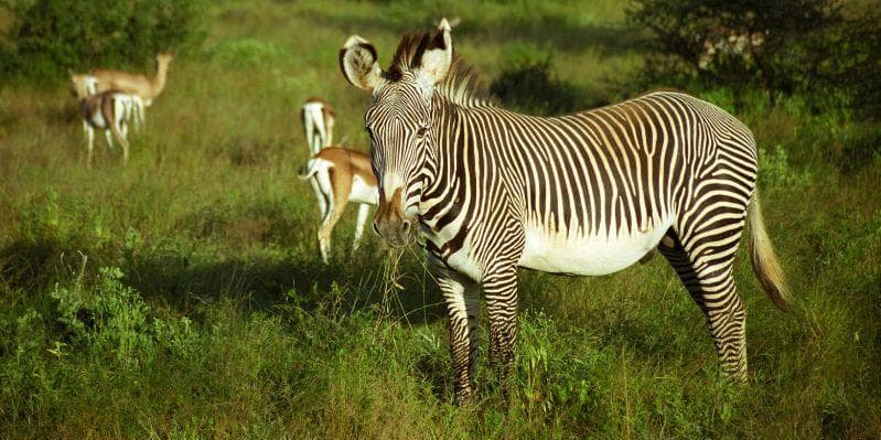 ABERDARE NATIONAL PARK/SAMBURU NATIONAL RESERVE