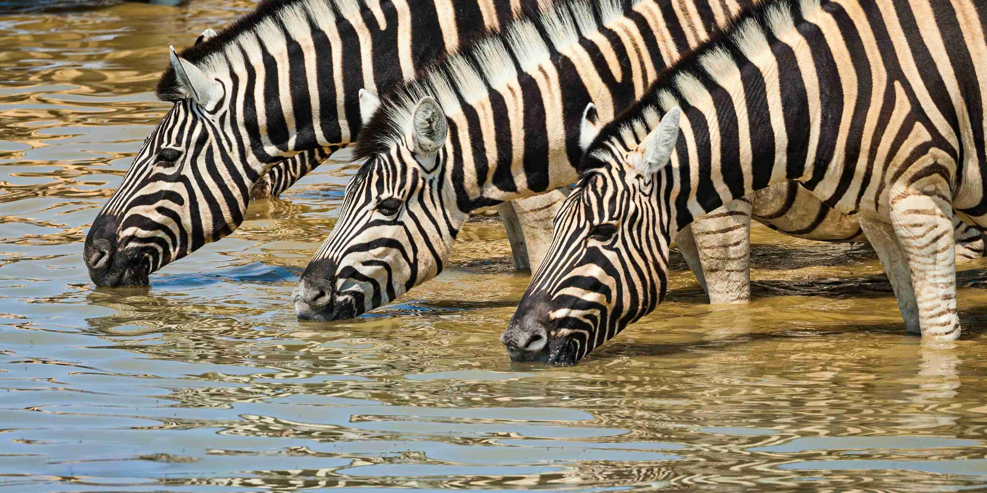 8º GIORNO: Safari nell’Etosha