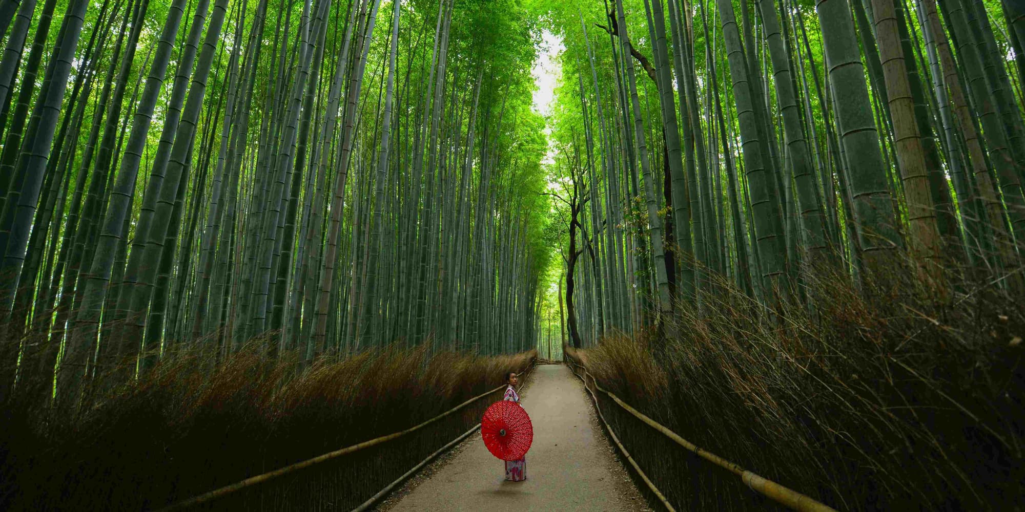 Day 8 | Kyoto, Guided Tour, Arayashima/Bamboo Forest, Tea Ceremony, Gion Theater Show