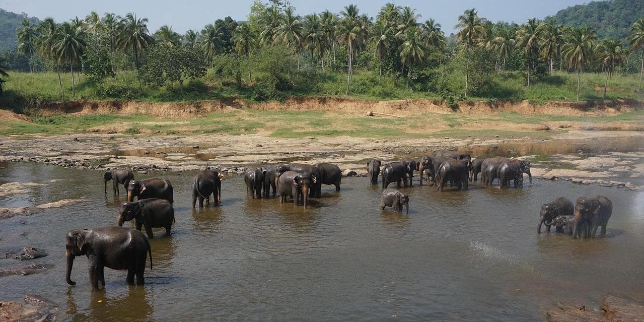 2° Giorno - Colombo – Pinnawala – Habarana - 190 KM