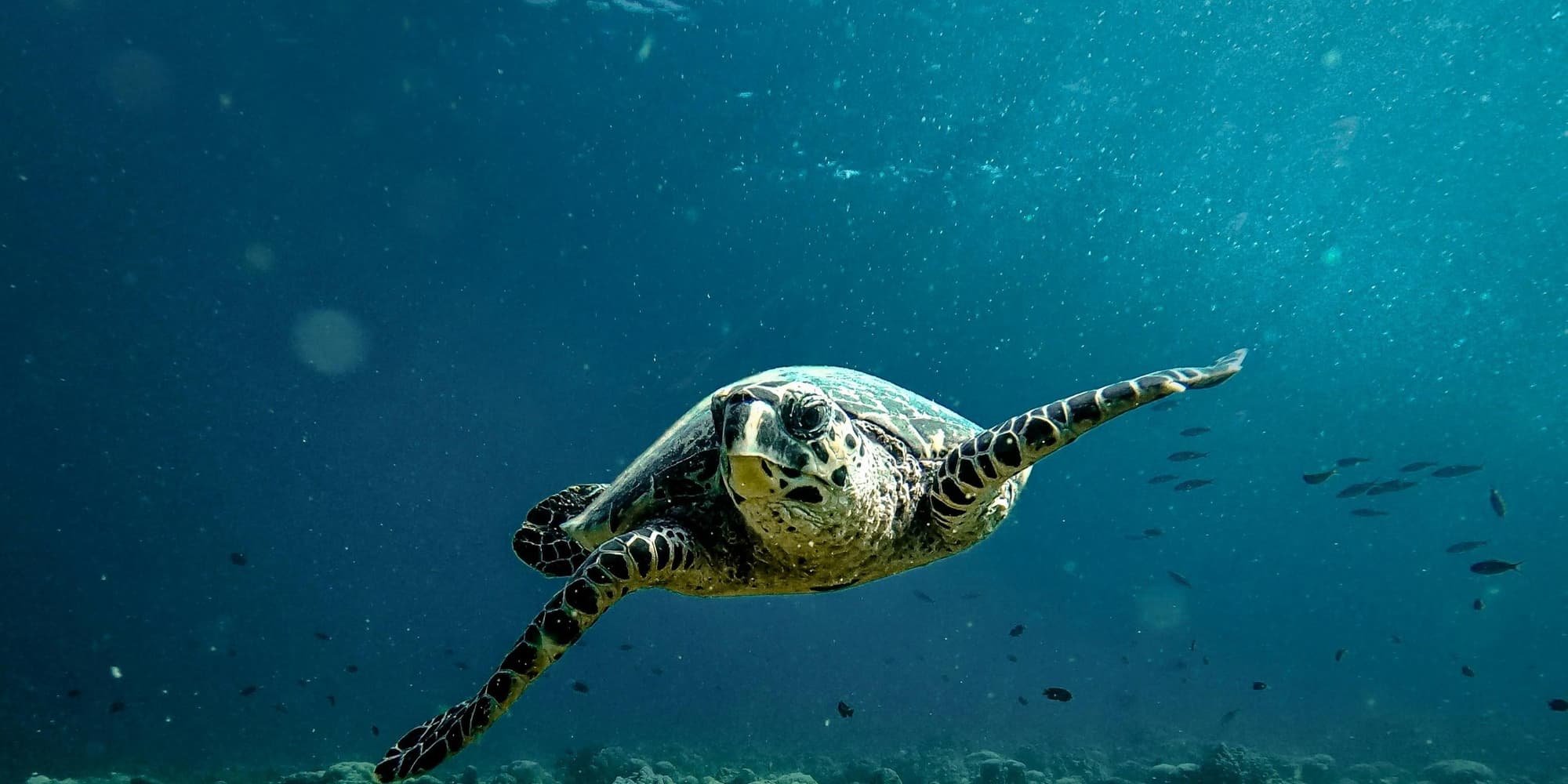DAY 2: MARINE EXPLORATION AT ARI ATOLL