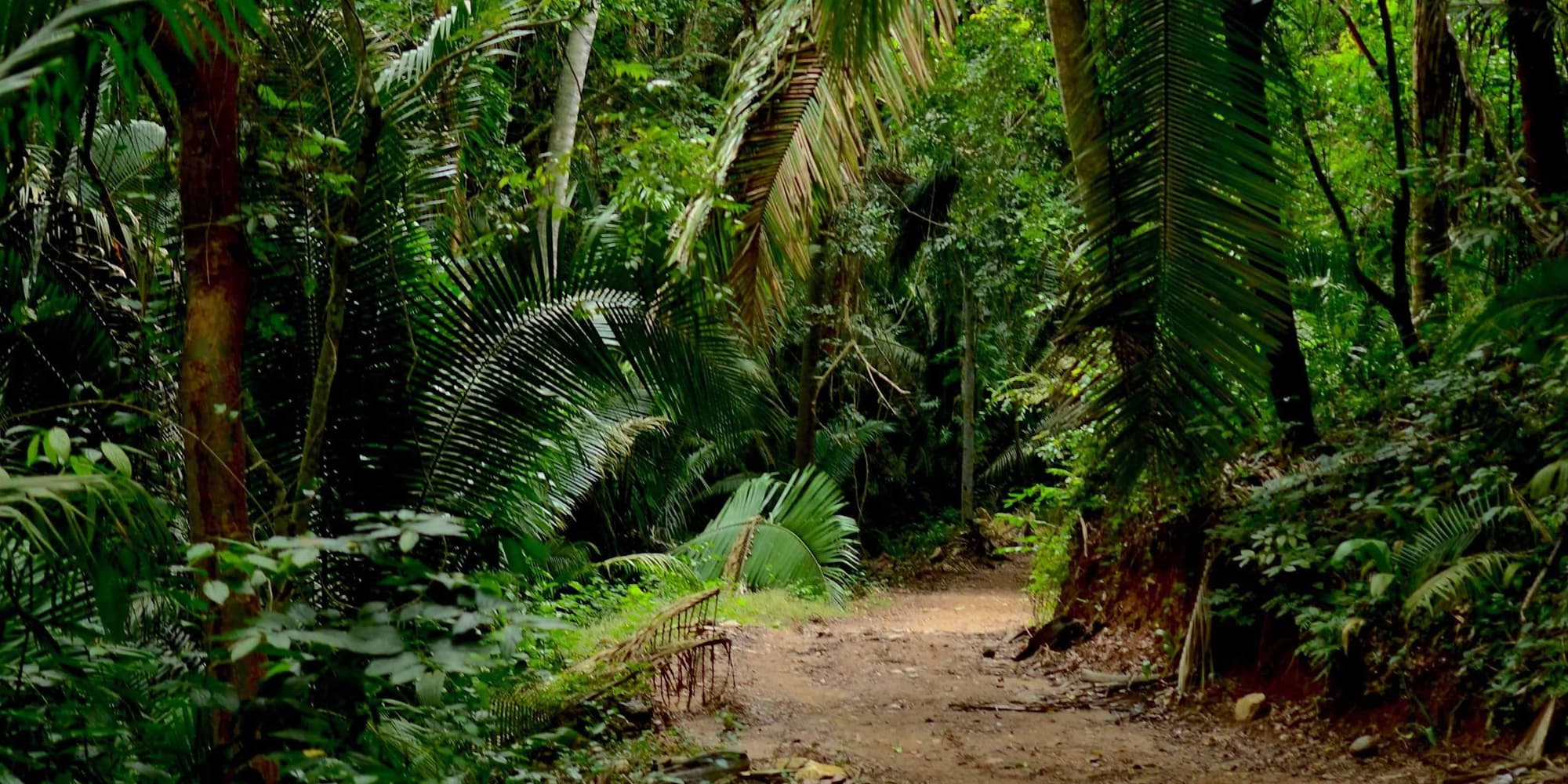 DAY 4: EXCURSION TO THE DAINTREE JUNGLE