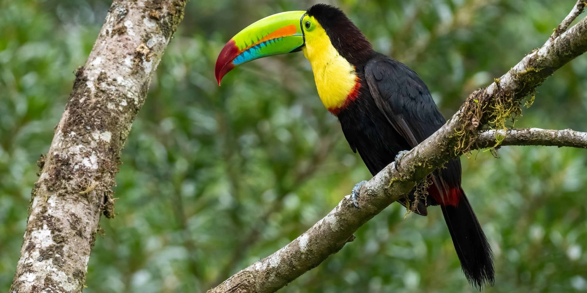 DÍA 04 ARENAL - MONTEVERDE 