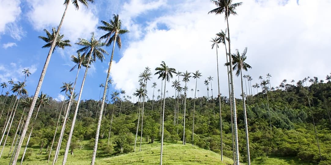 DAY 5. (Saturday) ARMENIA OR PEREIRA – COCORA VALLEY AND SALENTO 