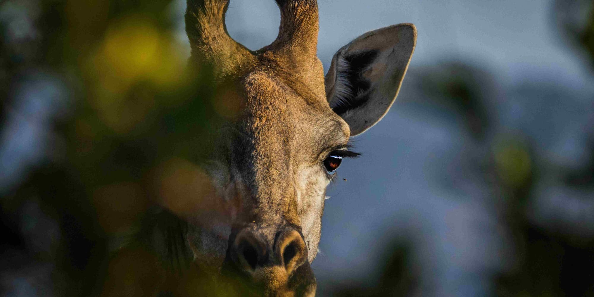 JOUR 6 : HLUHLUWE – ESWATINI (ex-SWAZILAND)                                                                                                                                                               270km  Réveil matinal